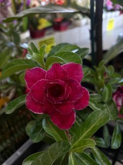 Xl bonsai desert rose in 6” pot