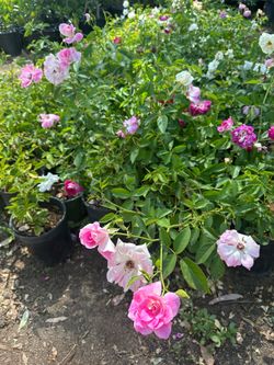 Iceberg roses 🌹 plants 🪴