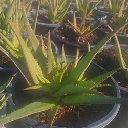 Aloe Rooikappie plants
