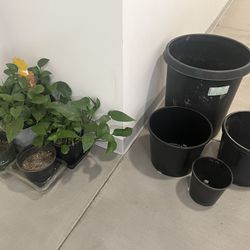 Plants And Planters 