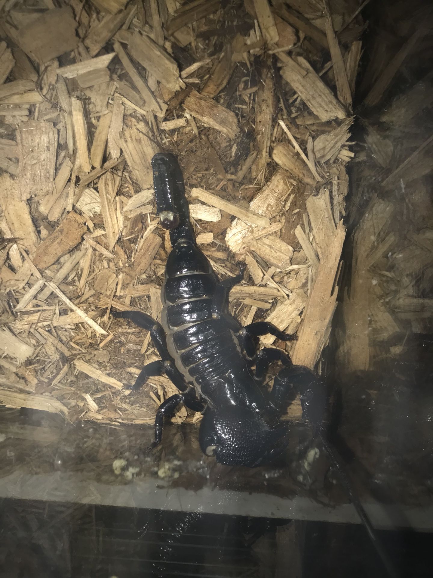 Emperor scorpion enclosure