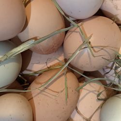Eggs Farm Fresh 