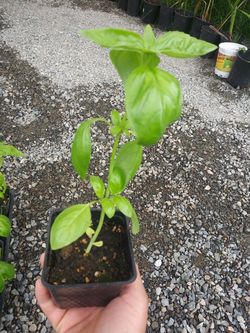 Basil plants