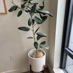 Large Ficus Audrey With Planter