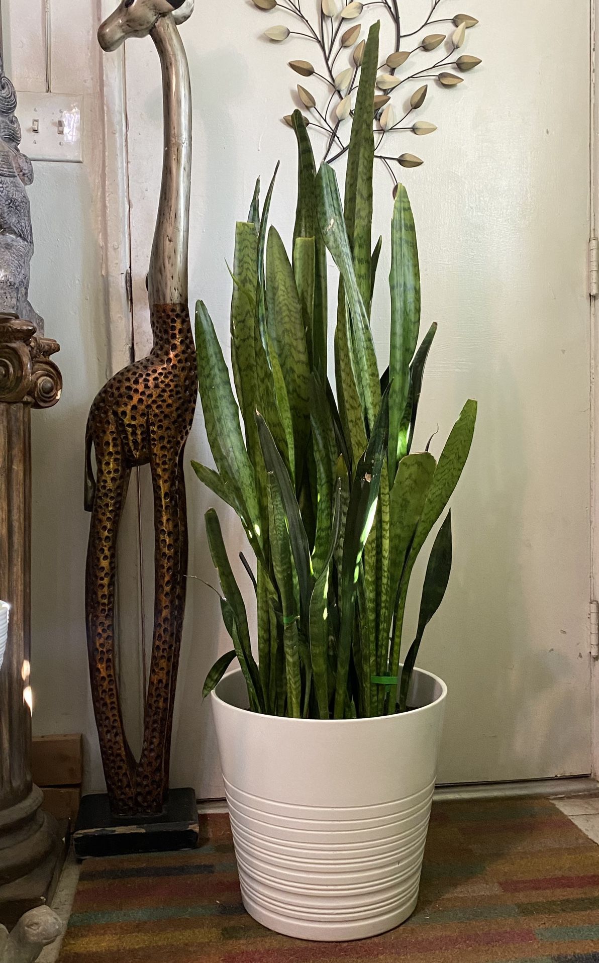 Indoor Mother-in-Law Or Snake Plant