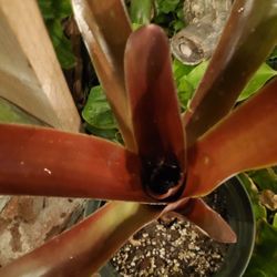 Aechmea Cruenta Red Tropical Plant Bromeliad