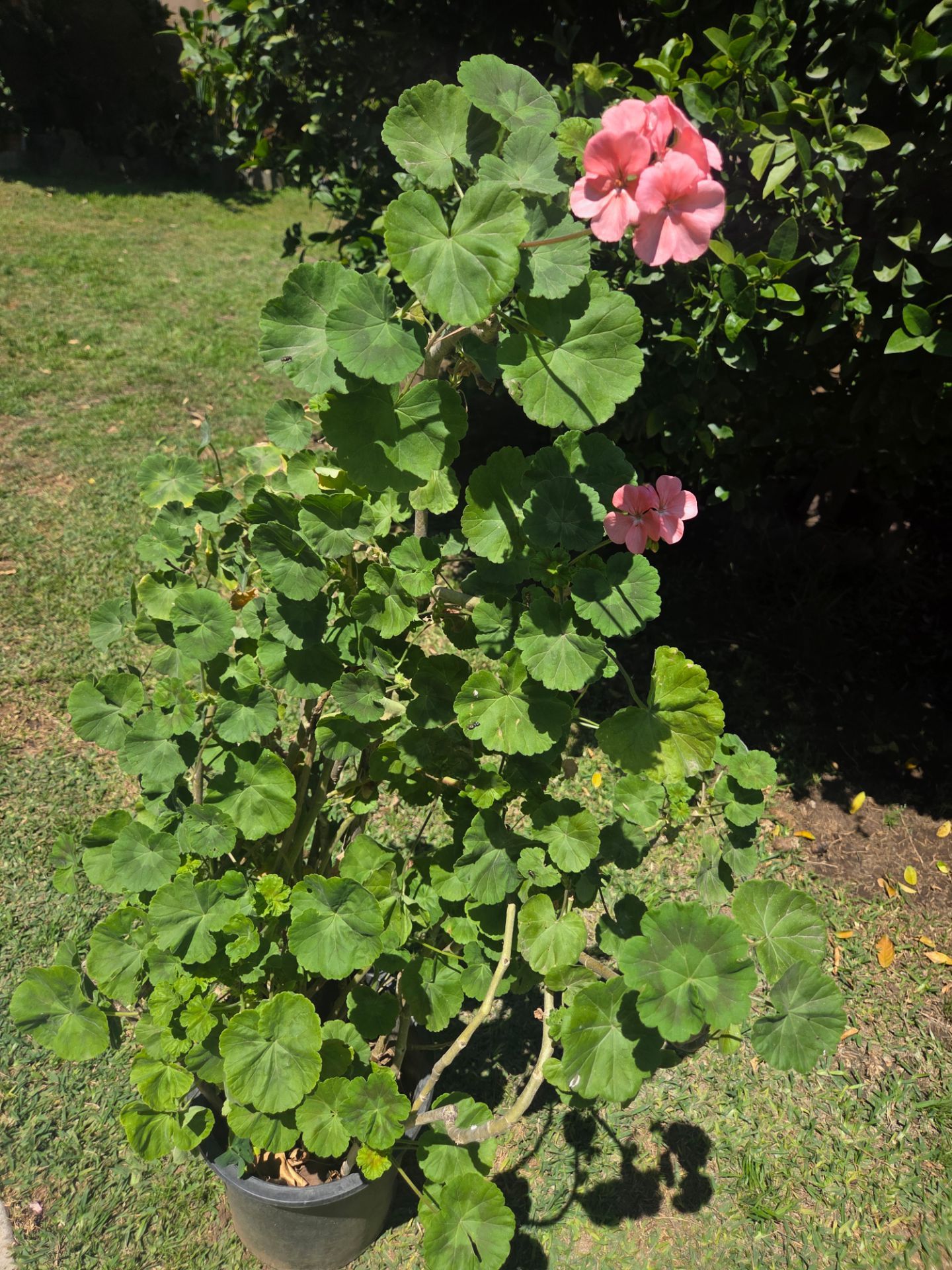 Jeranio Plant