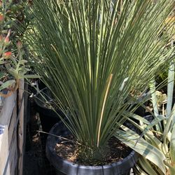 Dasylirion Mexican Tree Grass