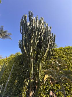 Free large cutting of Euphorbia ingens cactus any size you want