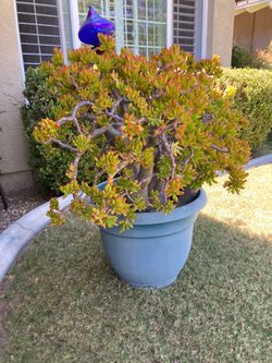 Jade plant