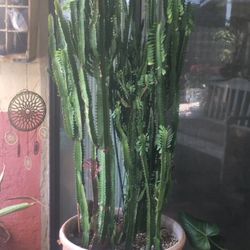 XL Euphorbia ‘Trigona’ in 17” Planter
