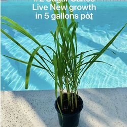 Healthy Sugarcanes Rooting Plant Or Fresh Cuttings For Juicing 