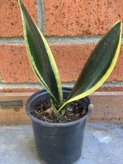 Easy care Snake Plant Sansevieria Golden Yellow and Green HousePlant House Plant  Cash only  Pick up in North San Jose, By appointment only  Location: