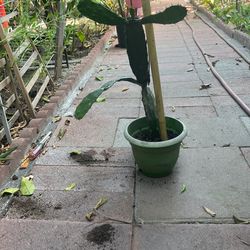 24 Inch Prickly Pear Cactus 