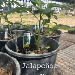 Jalapeño Pepper Plant (1 gallon ) $5 