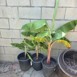 Banana Tree