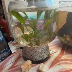 Free Aquatic Swords Plants Local PU Only
