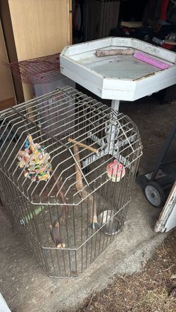 Parrot Cage Open To Offers
