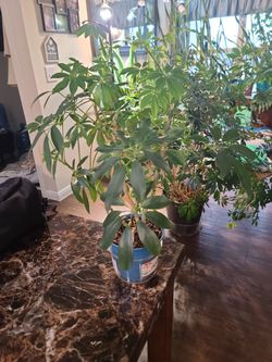 Umbrella Plant. 2ft.
