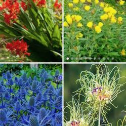 Crocosmia, Evening Primrose,Allium Hair,Seahooly Seed Bundle