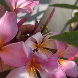 Plumeria