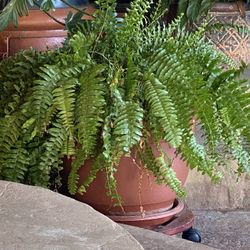 Fern