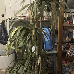 Tall Fake Plant