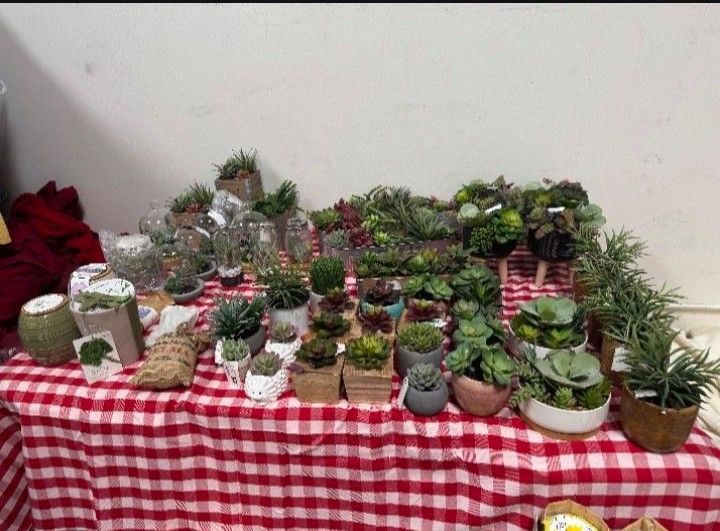 Succulent Sale