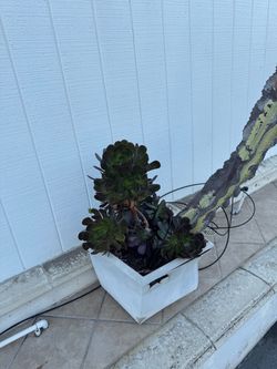 2 cactus plants 15 each