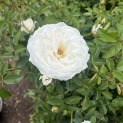 Roses For Sell  We Have White Red,Pink ,Burgundy