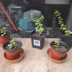 Small Jade Plants