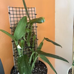 Monstera Standleyana Albo Variegated 