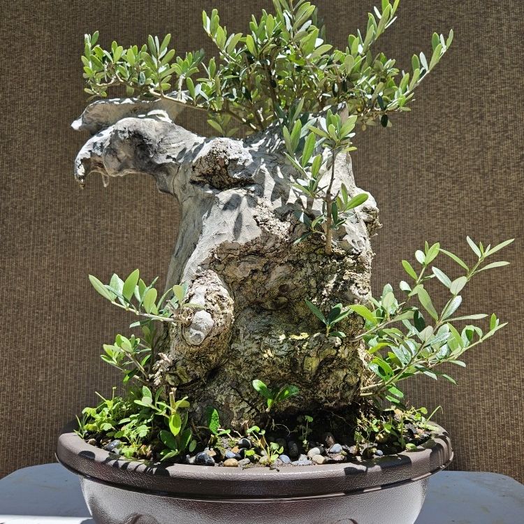 Old Olive Bonsai Tree for Sale in Midway City, CA - OfferUp