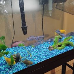 Fish Tank 