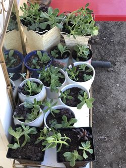 Succulents plants & cactus from $8 and up