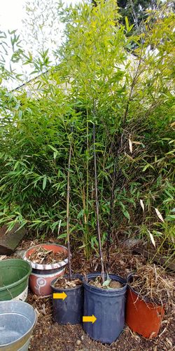 Yellow Bamboo And Black Bamboo