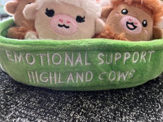 Emotional support highland cows