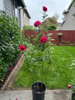Pink peace hybrid rose plant 5 gallon