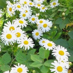 Shasta Daisy Flower Starter Plants