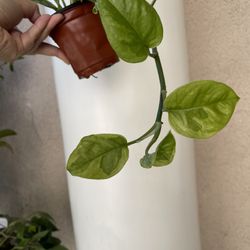 Lemon Meringue Pothos Plant 
