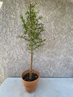 34” Elephant Bush TREE/Portulacaria afra (terracotta)