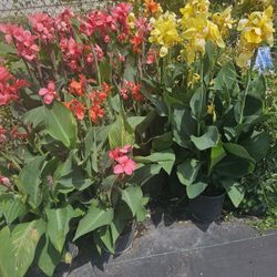 Canna Lilly Plant 🪴 Perinneal Flowers 💐 