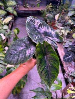 4” Alocasia unicorn