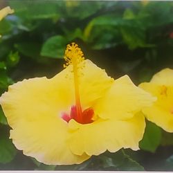 (26)  Tropical yellow in red hibiscus plant, 1gal ,27" tall
