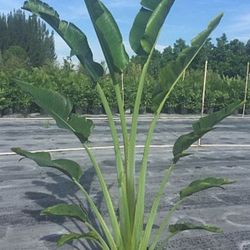 traveler Palms Available  Staring $ 50 3+ feet tall and ap all sizes  available  4 feet 5 feet 6 feet 7 feet 8 feet 9 feet 10 feet