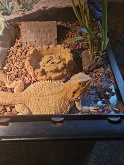 Female Dragon
