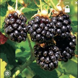 Boysenberries, 1 Gal