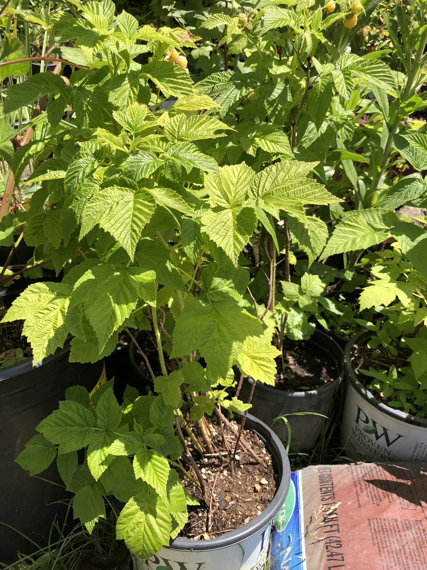 Golden Raspberry Plants