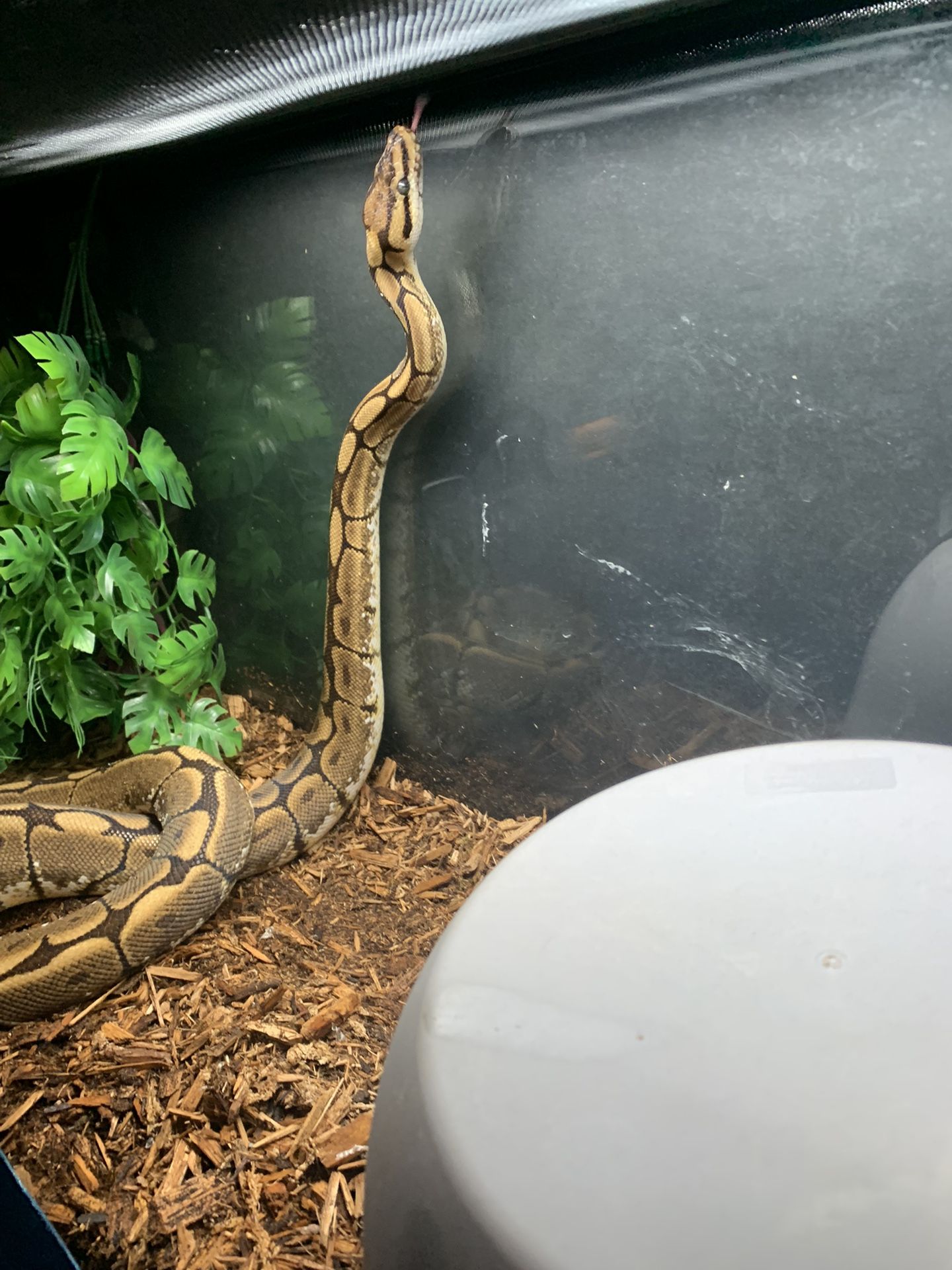 Reptile Enclosure