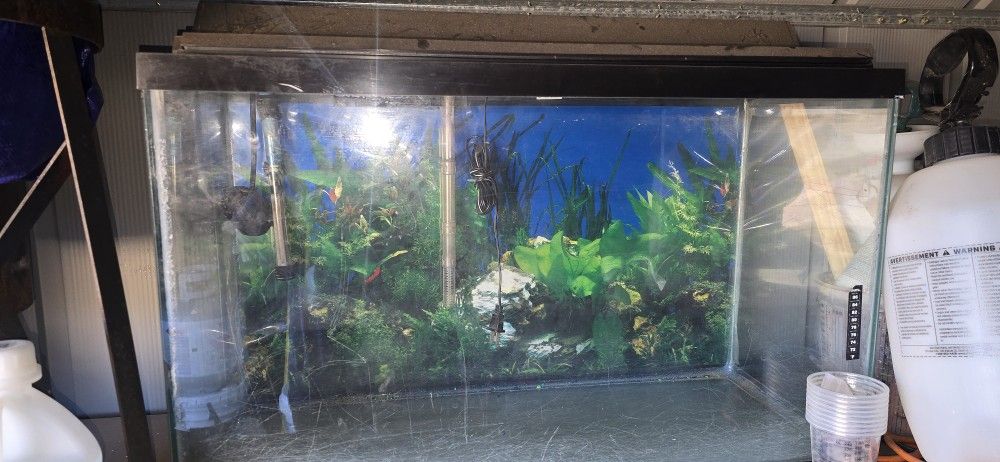 Fish Tank